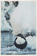 VOGEL Tier Vintage Ansichtskarte Postkarte CPSM #PBR418.A - Birds