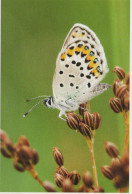 MARIPOSAS Animales Vintage Tarjeta Postal CPSM #PBS461.A - Butterflies
