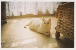 CAT Vintage Postcard CPSMPF #PKG919.A - Gatos