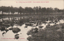 DE 21 -(40) L ' HIVER DANS LES LANDES - GRUES SURPRISES DANS UNE LAGUNE  -  2 SCANS - Other & Unclassified