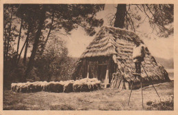 DE 22  -(40) PAYSAGES LANDAIS  -  BERGER LANDAIS -  RETROSPECTIVE  -  ECHASSIER AVEC SES MOUTONS  -  2 SCANS - Allevamenti