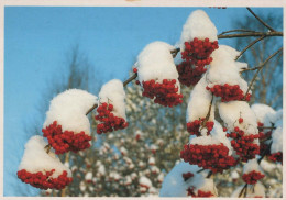 FLOWERS Vintage Postcard CPSM #PAR546.GB - Flowers