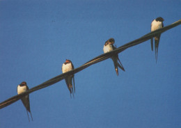 BIRD Animals Vintage Postcard CPSM #PAM670.GB - Birds