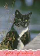 CAT KITTY Animals Vintage Postcard CPSM Unposted #PAM167.GB - Katzen