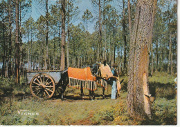 DE 23 -(40) VISAGE DES LANDES -  ATTELAGE DE MULES   - CARTE COULEURS - 2 SCANS - Wagengespanne