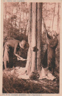 DE 23 -(40) DANS LES LANDES -  FIN DE LA CAMPAGNE GEMMIERE - LE " BARREUSCOT " - RECOLTE DE LA RESINE  - 2 SCANS - Cultures