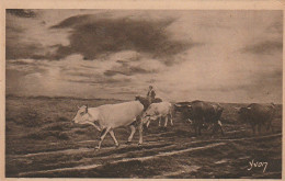 DE 23 -(40) LES LANDES DE GASCOGNE - EN RASE LANDE - LE RETOUR - TROUPEAU DE VACHES  - 2 SCANS - Veeteelt