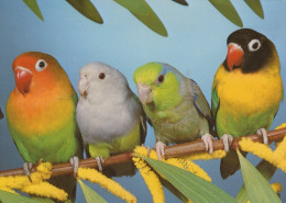 PÁJARO Animales Vintage Tarjeta Postal CPSM #PAN230.ES - Birds