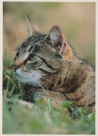GATO GATITO Animales Vintage Tarjeta Postal CPSM #PAM542.ES - Cats