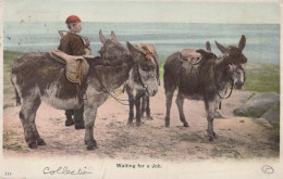 DONKEY Animals Children Vintage Antique Old CPA Postcard #PAA230.GB - Ezels