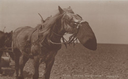 DONKEY Animals Vintage Antique Old CPA Postcard #PAA148.GB - Burros