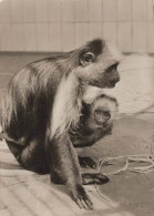 MONKEY Animals Vintage Postcard CPSM #PBS022.GB - Scimmie