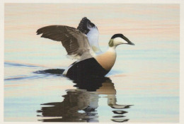 BIRD Animals Vintage Postcard CPSM #PBR421.GB - Pájaros