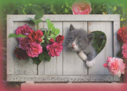 CAT KITTY Animals Vintage Postcard CPSM #PBQ830.GB - Katten
