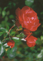 FLEURS Vintage Carte Postale CPSM #PAS632.FR - Fiori