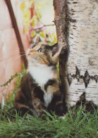 CHAT CHAT Animaux Vintage Carte Postale CPSM #PAM543.FR - Katten