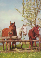 CABALLO Animales Vintage Tarjeta Postal CPSM #PBR949.ES - Paarden