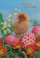 PASCUA POLLO HUEVO Vintage Tarjeta Postal CPSM #PBP102.ES - Pasqua