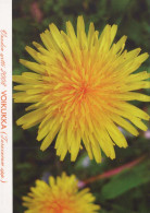 FLOWERS Vintage Ansichtskarte Postkarte CPSM #PAS510.DE - Flowers