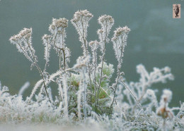 FLOWERS Vintage Ansichtskarte Postkarte CPSM #PAS450.DE - Fleurs