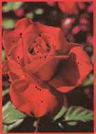 FLOWERS Vintage Ansichtskarte Postkarte CPSM #PAS210.DE - Flowers