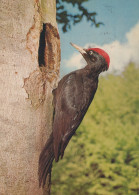 VOGEL Tier Vintage Ansichtskarte Postkarte CPSM #PAN232.DE - Vogels