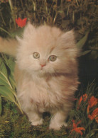KATZE MIEZEKATZE Tier Vintage Ansichtskarte Postkarte CPSM #PAM483.DE - Katzen