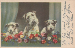 CHIEN Animaux Vintage Carte Postale CPA #PKE797.FR - Dogs