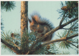 ÉCUREUIL Animaux Vintage Carte Postale CPSM #PBS719.FR - Autres & Non Classés