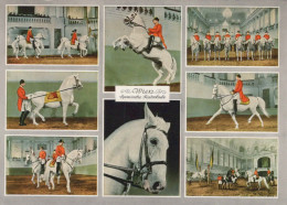CHEVAL Animaux Vintage Carte Postale CPSM #PBR950.FR - Cavalli