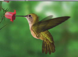 OISEAU Animaux Vintage Carte Postale CPSM #PBR677.FR - Birds
