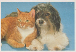 CHIEN Animaux Vintage Carte Postale CPSM #PBQ503.FR - Dogs