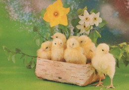 PÂQUES POULET Vintage Carte Postale CPSM #PBO974.FR - Easter