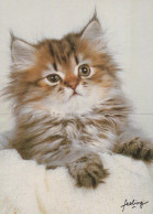 GATTO KITTY Animale Vintage Cartolina CPSM #PAM171.IT - Cats