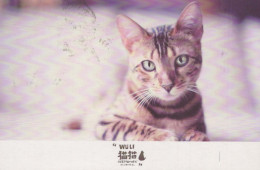 KATZE Vintage Ansichtskarte Postkarte CPSMPF #PKG902.DE - Cats