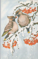 VOGEL Tier Vintage Ansichtskarte Postkarte CPA #PKE799.DE - Pájaros