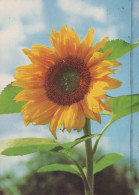 FLOWERS Vintage Ansichtskarte Postkarte CPSM #PBZ799.DE - Blumen