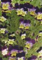 FLOWERS Vintage Ansichtskarte Postkarte CPSM #PBZ016.DE - Flowers