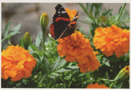 SCHMETTERLINGE Tier Vintage Ansichtskarte Postkarte CPSM #PBS465.DE - Butterflies