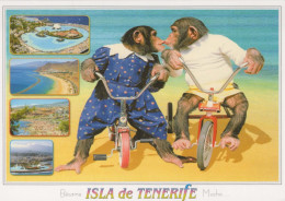 AFFE Tier Vintage Ansichtskarte Postkarte CPSM #PBS025.DE - Monkeys