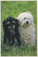 HUND Tier Vintage Ansichtskarte Postkarte CPSM #PBQ504.DE - Chiens