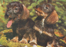 HUND Tier Vintage Ansichtskarte Postkarte CPSM #PBQ708.DE - Hunde