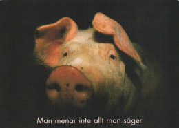 MAIALE Animale Vintage Cartolina CPSM #PBR741.IT - Pigs