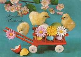 PASQUA POLLO UOVO Vintage Cartolina CPSM #PBO914.IT - Pasen