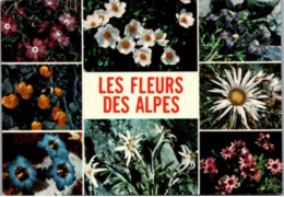 Les Fleurs Des Alpes. - Rhône-Alpes