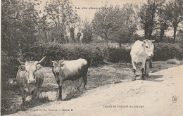 EP 9  -(44) LA VIE CHAMPETRE - BOEUFS SE RENDANT AU PACAGE   - 2 SCANS - Breeding