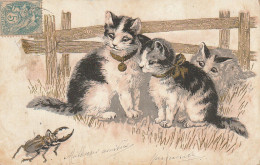 FI 9 - CARTE FANTAISIE - RENCONTRE  CHATONS ET INSECTE ( LUCANE )- ILLUSTRATION -  DORURE - 2 SCANS - Gatos