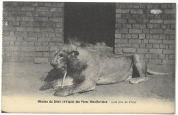 CPA Mission Du Shiré ( Afrique ) Des Pères Montfortains - Lion Pris Au Piège - Ed. A. Tainon , Nantes - Leeuwen