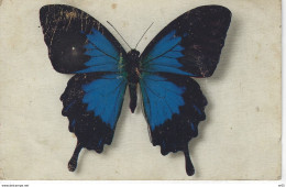PAPILLON - PAPILIO TELEGONUS ( JAVA ) - Vlinders