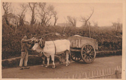 GU Nw -(64) TYPES BASQUES  -  ATTELAGE BASQUE -  PAYSAN AVEC SES BOEUFS - LABOUCHE FRERES , TOULOUSE  - 2 SCANS - Wagengespanne